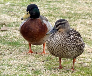 Mr and Mrs Duck