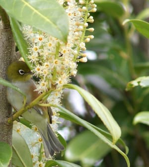 Waxeye having a Rest