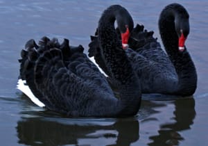 Swans