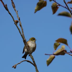 Waxeye in tree