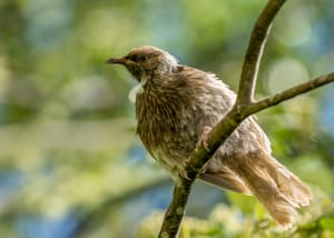 Aberrant Brown Tūī