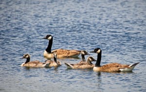 Canadian Geese