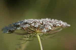 White Ragwort