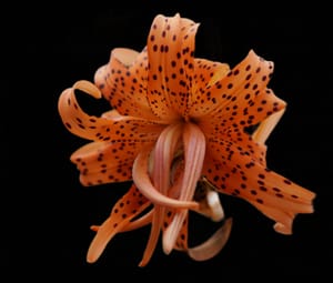 Orange Lily