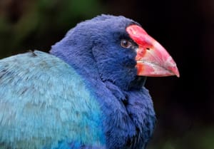 Takahē Profile