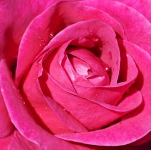 Pink Rose