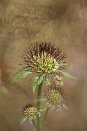 Flower Composite photo