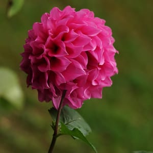 Pink Dahlia