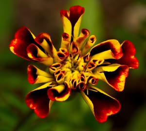 Marigold flower