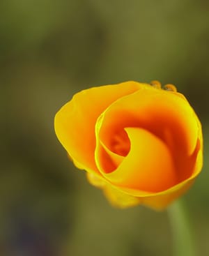 California poppy