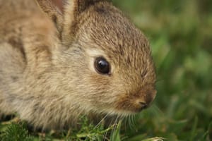 Rabbit on the lawn