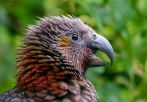 Kākā Fledgling