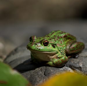 Frog sitting on the rock