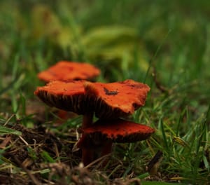 Orange Fungi