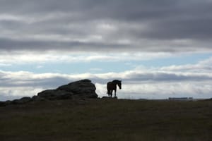 Lone horse