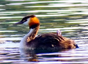 An Australasion Crested Grebe and young passenger