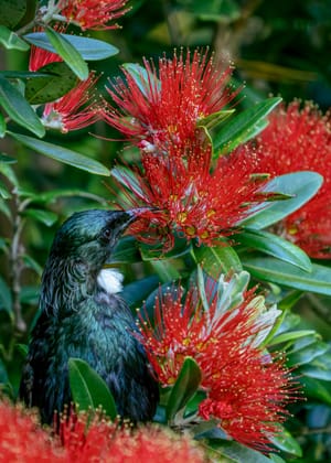 Tūī in Pōhutukawa