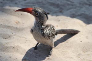 Red billed Hornbill aka Zazu!