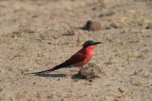 Stunning bird