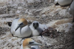 Mother and chick