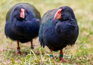 Takahē Pair