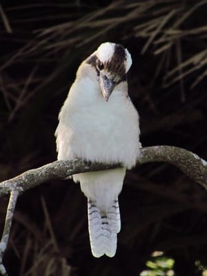 Kookaburra