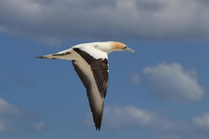 Gannet in flight