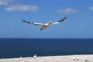 Gannet in flight