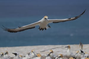 Gannet looking for a parking spot