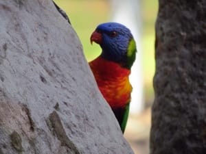 Rainbow Lorikeet