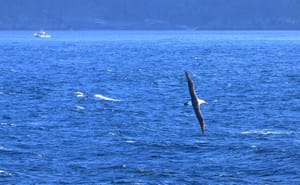 Albatross in Doubtful Sound