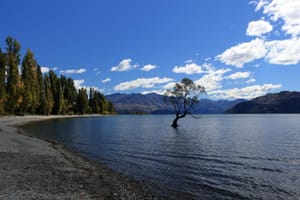 The Famous Wanaka Tree