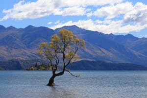 Wanaka Tree