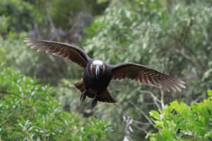 Kaka in flight