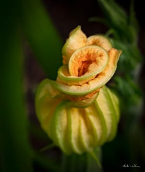 Flowering Zucchinni