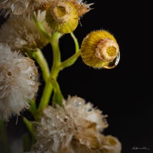 Dandelions brought in out of the rain