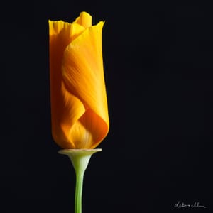 Tall orange flower on pedestal