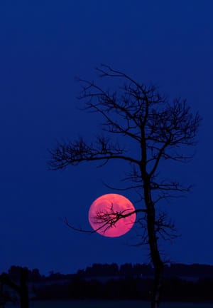 Pink Full Moon