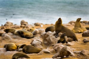 Seals on the Atlantic Ocean Namibian Coast - 1