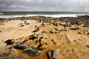 Seals on the Atlantic Ocean Namibian Coast - 3