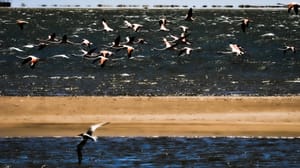 Flamingos flying over land and water