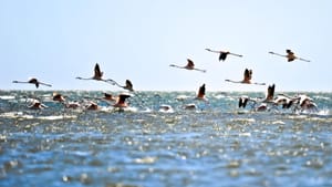 Flamingos flying