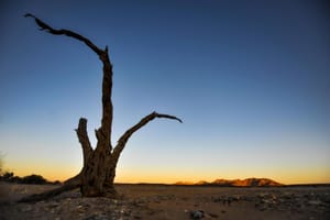 Dry tree on landscape