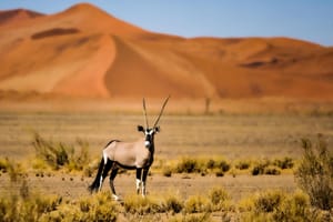 Oryx in Sossusvlei