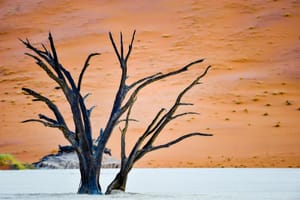 Dry tree in Sossusvlei