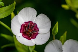 RedBeaniephotography Garden 05 Oct 21-8339