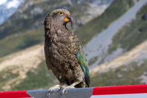 Kea, Anoraki