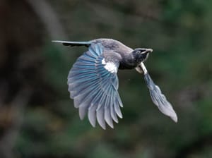 Young Tūī in flight