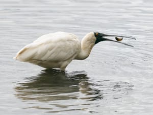 Royal Spoonbill feeding