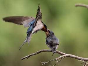 Welcome Swallow Feeding Fledgling